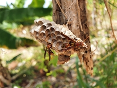 Polistes crinitus
