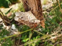 Polistes crinitus