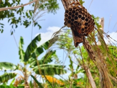 Polistes crinitus