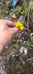 Pilosella
