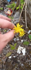 Pilosella