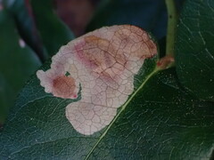 Cameraria gaultheriella