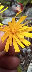 Pilosella