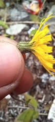 Pilosella