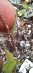 Pilosella