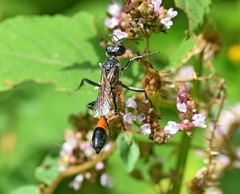 Ammophila sabulosa