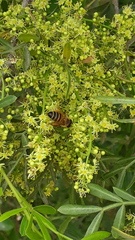Schinus lentiscifolia
