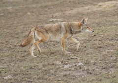 Canis latrans ochropus