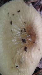 Zhuliangomyces illinitus