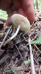 Zhuliangomyces illinitus