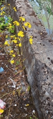 Pilosella