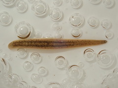 Erpobdella octoculata