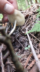 Zhuliangomyces illinitus