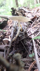 Zhuliangomyces illinitus