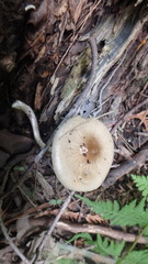 Zhuliangomyces illinitus