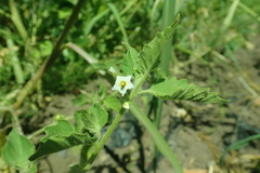 Solanum physalifolium