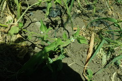 Solanum physalifolium