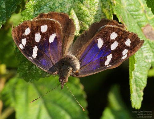 Florida Purplewing photo 4