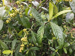 Psychotria viridis