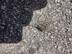 Orthetrum cancellatum