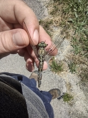 Orthetrum cancellatum