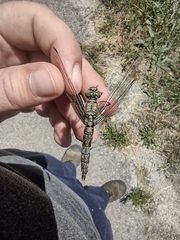 Orthetrum cancellatum