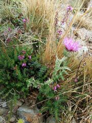 Cirsium filipendulum
