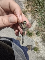 Orthetrum cancellatum