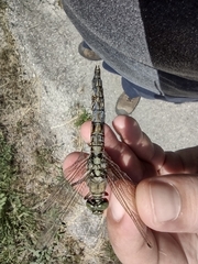 Orthetrum cancellatum