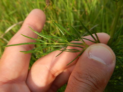 Thalictrum simplex galioides