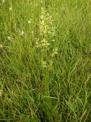 Thalictrum simplex galioides