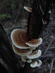 Trametes versicolor