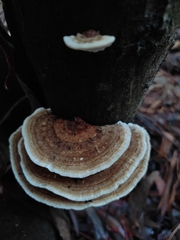 Trametes versicolor