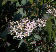 Crassula arborescens undulatifolia