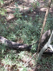 Dyschoriste linearis