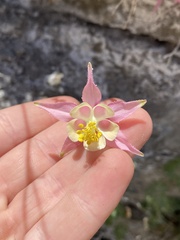 Aquilegia micrantha