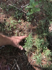 Dyschoriste linearis