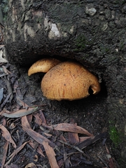 Fungi