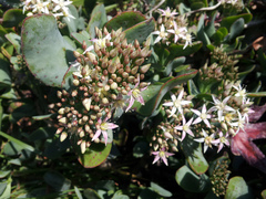 Crassula arborescens undulatifolia