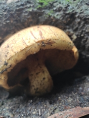 Fungi