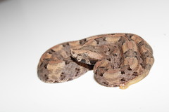 Porthidium lansbergii