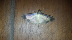 Eulepte concordalis