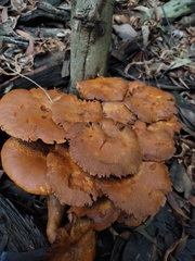 Agaricales