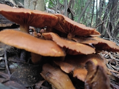 Agaricales