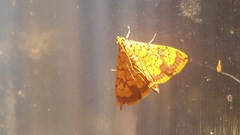 Portentomorpha xanthialis