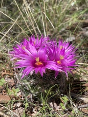Mammillaria wrightii