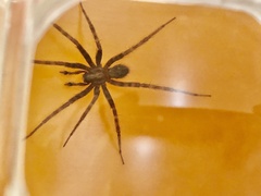Tegenaria domestica