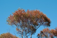 Eucalyptus leptophylla