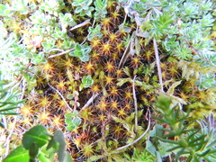 Syntrichia ruraliformis
