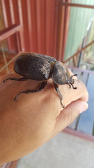 Dynastes septentrionalis